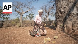 Ancient African tree provides new superfood but local harvesters are barely surviving [upl. by Gradey]