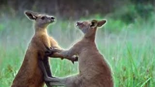 Kangaroo Boxing  Attenborough  BBC Earth [upl. by Clywd]