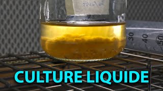 🍄 FABRICATION dune CULTURE LIQUIDE de MYCÉLIUM Tuto [upl. by Areema]