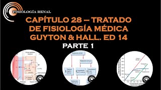 GUYTON amp HALL CAP 28 REABSORCIÓN Y SECRECIÓN TUBULAR RENAL PARTE 1 [upl. by Stanly603]