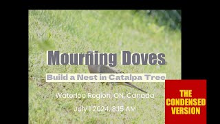 Mourning Doves Build a Nest July 1 2024 Condensed Version [upl. by Sager]