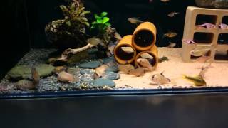 Corydoras tank 我的鼠魚缸 [upl. by Dominy]