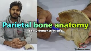 Parietal bone anatomy in Bangla  Parts Attachment ossification  Medical Study in Bangla [upl. by Dygall]