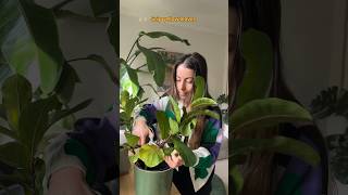 Why your Fiddle Leaf Fig leaves are turning yellow maybe ficuslyrata repottingandreplanting [upl. by Antonio941]