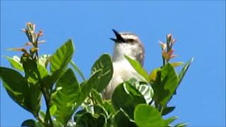 Tawnyflanked Prinia calling [upl. by Jeffy768]