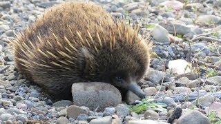 Echidna hunting ants in natural habitat Tasmania Australia HD [upl. by Fiertz490]