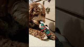 12 DAYS OF GIFTS FOR DOGS DAY 6 Dog Advent Calendar [upl. by Enier]