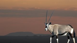 Hunting Oryx in Namibia with Blaser Safaris [upl. by Neraj]