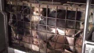 The Philippines Illegal Dog Meat Trade [upl. by Ellenwahs455]