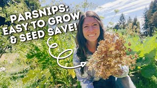 How to Harvest amp Save PARSNIP SEEDS [upl. by Deanne790]