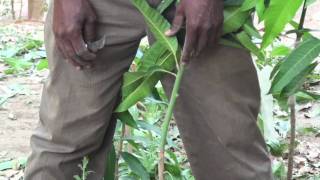 AGFO  Peace Corps Senegal Mango Grafting 3 of 4 [upl. by Selrhc]