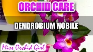 Orchid Care  Dendrobium Comet King Akatsuki [upl. by Colb]