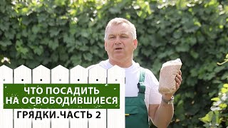 Сидераты С максимальной пользой используем освободившиеся грядки на участке Часть 2 [upl. by Ashlan610]