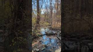 Does Audubon sanctuary Broad Meadow Brook need a bridge here♒🌉🏃‍♂️ [upl. by Herstein614]