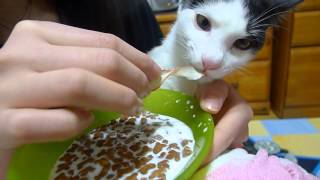 03 Cerebellar Palsy cat named MIRAE 뇌성마비 고양이 미래 [upl. by Viviene]