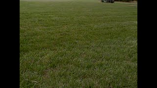 Fall Fescue Lawn Tips [upl. by Ilujna]