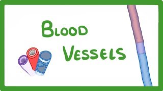 GCSE Biology  Blood Vessels 24 [upl. by Adle]