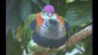 San Diego Zoo Colorful Birds  video from back in 2008 [upl. by Brubaker]