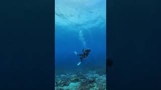 Close encounter with a venomous banded sea krait [upl. by Tivad]