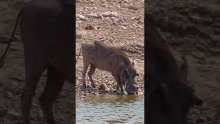 A Warthog Drinks Deeply at an Etosha Waterhole [upl. by Brita439]