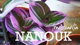 Cant wait to propagate this Tradescantia Nanouk tomorrow [upl. by Natka]