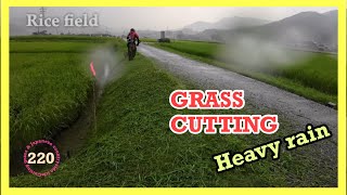 【 Rice Field 】 Grass cutting shindaiwa JPNRK3026PT254cc Chapter220Heavy rain [upl. by Holtorf946]