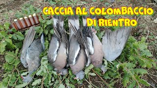 Caccia al Colombaccio quotUn rientro Pedemontanoquot  09 Settembre 2023 Caza de Palomas [upl. by Aicela]