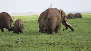 Amboseli Elephants Grazing [upl. by Etiragram]