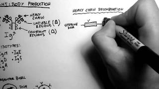 BCells 2  Antibody Production and Recombination [upl. by Hentrich]