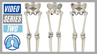 Lower Extremity Video Series Two Action Origin Insertion Innervation [upl. by Sufur]