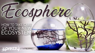 Ecosphere  A How To Guide [upl. by Rosene]