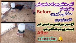 Today I cleaned chicken coop of Lohmann brown ampLohmann black chicken lohmannbrownchickenfarmlahore [upl. by Aimehs]