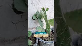 Cylindropuntia  Chollas cactusandsucculents cacti cactusgarden cholla gardeningtips cactus [upl. by Homere]