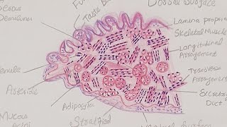 Tongue Histology Diagram Histological Diagram of Tongue [upl. by Borszcz]