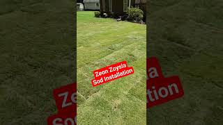 Transforming a Lawn Beautiful Zeon Zoysia Grass Installation Process and Guide to drainage solution [upl. by Selrac]