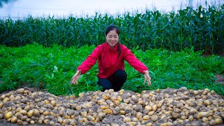 Harvesting Potato amp Goes To Market Sell  Gardening And Cooking  Lý Tiểu Vân [upl. by Durtschi]