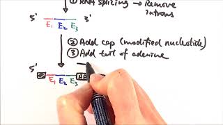 Chapter 166 Gene Control The Lac Operon amp Control in Eukaryotes [upl. by Imogen953]