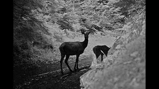 Piègephoto dans les Carpates roumaines [upl. by Eylhsa]