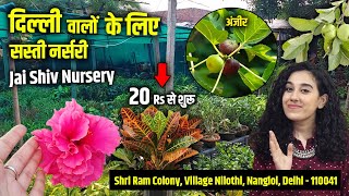 Cheapest Nursery in Delhi Nangloi  सस्ते पौधे  Jai Shiv Nursery  Nilothi Village  Nursery visit [upl. by Ellennahs]