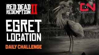 RDR2 Online  Egret Location  Daily Challenge [upl. by Marjy]