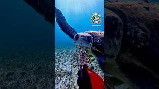 Feeding this gentle giant 🐢 turtle spinylobster underwaterlife adventure adrenalinerush dive [upl. by Danya522]