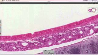 Histology of the trachea [upl. by Eiram]