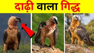 Bearded vulture lammergeier eating bones  bearded vulture facts  bearded vulture wildlife [upl. by Nadabus]