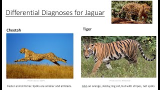 Differential Diagnosis in the DSM5TR Simplified [upl. by Dunn]