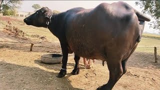 watch pure neeli Ravi buffalo for sale in Punjab Pakistan on YouTube [upl. by Grory]