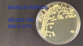 Bacillus subtilis [upl. by Basir]