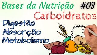 CARBOIDRATOS  Digestão Absorção e Metabolismo  Bases da Nutrição 03 [upl. by Eetnuahs]