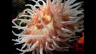 Facts The Sea Anemone [upl. by Jarl]