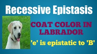 epistasisrecessiveepistasisepistasislabrador Recessive Epistasis in Labrador [upl. by Africa793]