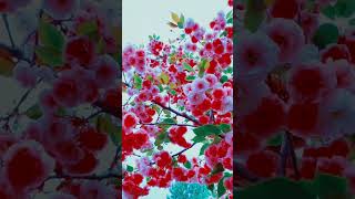 Prunus Serrulata ￼japanese Flowering shorts trendingflowervideo nature [upl. by Horvitz]